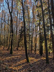 forest in the morning
