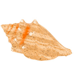 3d render single seashell with transparent background