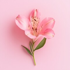Obraz premium Fresh pink flower displayed on pink background beautiful floral arrangement