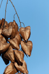 Koelreuteria paniculata seed pods against blue sky . Close-up of golden rain tree (Koelreuteria paniculata) seed pods hanging from a branch against a clear blue sky, showcasing autumnal textures.  

