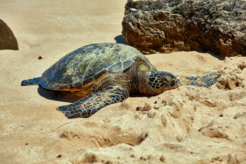 Sea turtle bathing on beach
