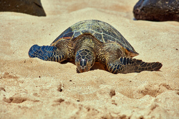 Sea turtle bathing on beach
