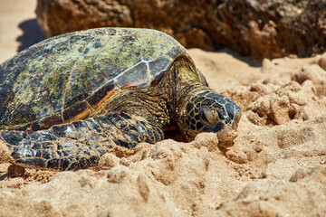 Sea turtle bathing on beach
