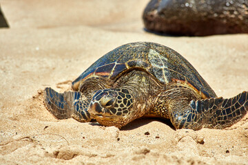 Sea turtle bathing on beach
