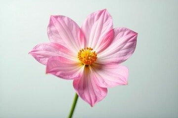 Obraz premium Delicate flower with soft petals on white background, single bloom, botanical, nature