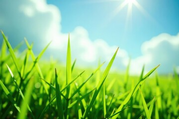 Fototapeta premium Delicate grass blades quiver with excitement as sunbeams touch them, light, meadow, sky