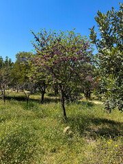 Nature, trees, spring, grass, landscape