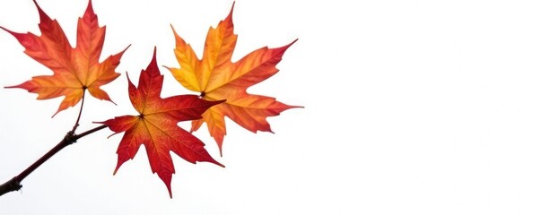 Small ornamental maple branch with leaves isolated on white, nature, maple