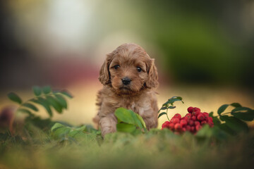 A small cavapoo puppy with curly fur investigates its surroundings in a lush green garden. The playful pup is surrounded by colorful foliage and berries, exuding charm and innocence