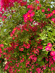 Spring pink flowers, Blossom, Garden