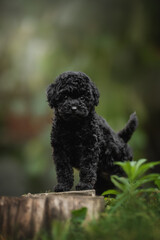 A small black toy poodle puppy curiously stands on a wooden stump in a vibrant garden