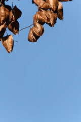 Koelreuteria paniculata seed pods against blue sky . Close-up of golden rain tree (Koelreuteria paniculata) seed pods hanging from a branch against a clear blue sky, showcasing autumnal textures.  

