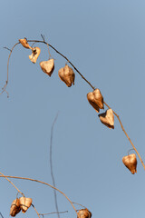 Koelreuteria paniculata seed pods against blue sky . Close-up of golden rain tree (Koelreuteria paniculata) seed pods hanging from a branch against a clear blue sky, showcasing autumnal textures.  

