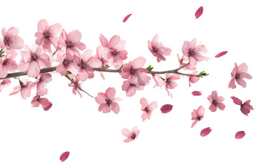 PNG Few cherry blossom on branch blowing by air blossoms flowers petals.