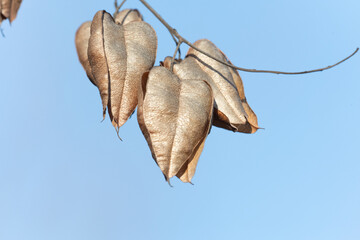 Koelreuteria paniculata seed pods against blue sky . Close-up of golden rain tree (Koelreuteria paniculata) seed pods hanging from a branch against a clear blue sky, showcasing autumnal textures.  


