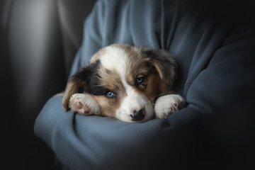A charming corgi cardigan puppy nestles comfortably in an embrace, showcasing a peaceful gaze. Soft lighting enhances the warmth of the moment, highlighting its adorable features