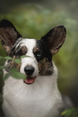 A charming merle Corgi Cardigan delights in a vibrant garden, surrounded by green foliage. Its unique coat and expressive eyes showcase a playful nature, perfect for capturing hearts