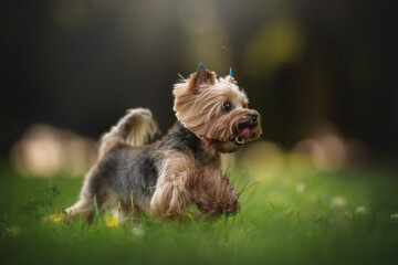In a lively city park, a playful Yorkshire Terrier bounds across the grass, its fluffy fur gleaming in the sunlight. The scene exudes joy and energy as the dog enjoys the outdoors