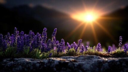 Naklejka premium Lavender field bathed in golden sunset light