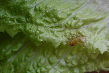 brown rot on green leaves of lettuce Romaine, brown rot on green leaves of lettuce 