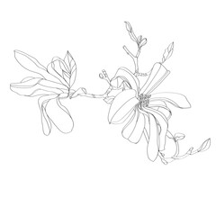 black and white line illustration of magnolia flower on a white background