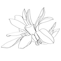 black and white line illustration of magnolia flower on a white background