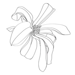 black and white line illustration of magnolia flower on a white background