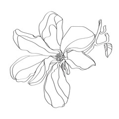 black and white line illustration of magnolia flower on a white background