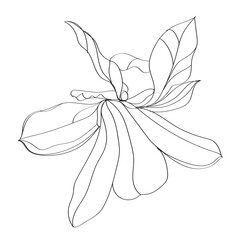 black and white line illustration of magnolia flower on a white background