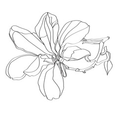 black and white line illustration of magnolia flower on a white background