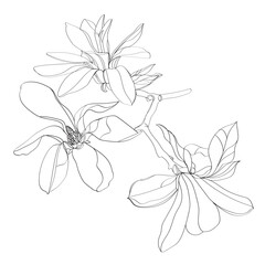 black and white line illustration of magnolia flower on a white background