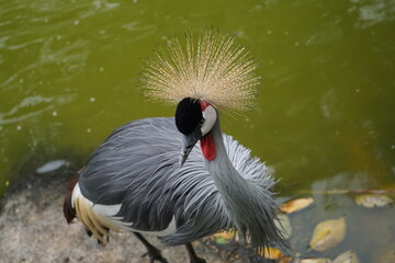 Fototapeta premium grey crowned crane