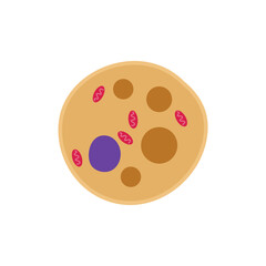 Fototapeta premium Fat cell structure. Adipocytes or lipocytes compose adipose tissue. Vector illustration