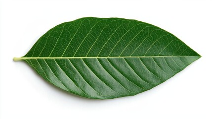 Obraz premium A vibrant green leaf showcasing intricate vein patterns, symbolizing nature and growth.
