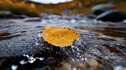 Autumn leaf on a mountain stream