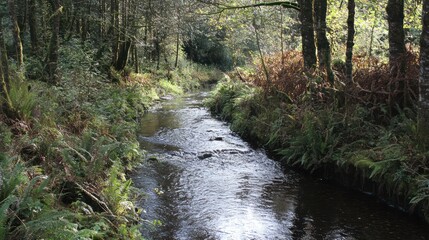 Obraz premium Woodland stream flows, sunlight dappling, ferns flanking, autumn foliage
