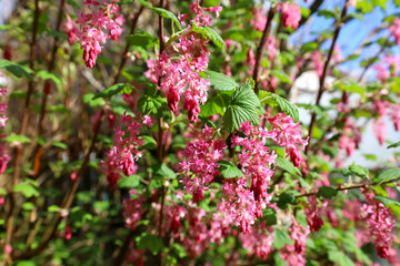 Pink flowers ribes sanguineum blooming in a garden in spring time	
