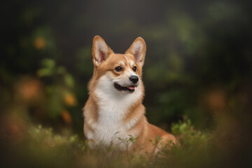 A playful corgi dog sits contentedly in a vibrant summer forest, basking in the warm natural light. The lush greenery creates a serene backdrop for this cheerful scene