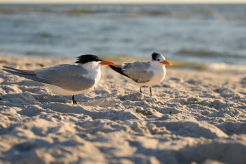 Royal Terns on Sandy Beach of the American Gulf