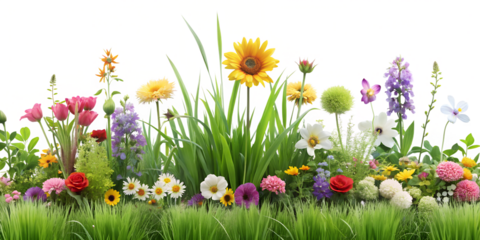 spring flowers and grass