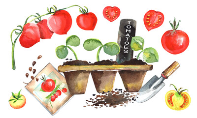 Tomato seedlings in reusable peat pots clipart, rare varieties of tomato seeds. Garden shovel, seeds, soil. Cherry, yellow, green, red, black tomatoes. Stock illustration. Hand painted in watercolor.