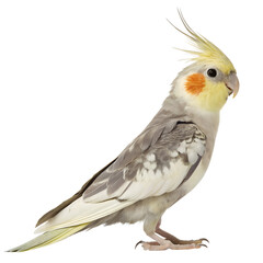 Fototapeta premium Female Cockatiel bird aka Nymphicus hollandicus, standing side ways. Looking side ways, Isolated on Transparent Background