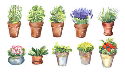 Herbs ,lavender, rosemary, geranium, onion, sweet pepper, seedlings in reusable pots clipart, rare varieties of seeds. Stock illustration. Hand painted in watercolor.