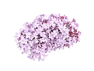 Cluster of lilac flowers with delicate purple petals, isolated on a pure white backdrop, perfect as a decorative object for spring-themed marketing materials and designs