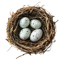 Obraz premium Nest with eggs isolated on white background