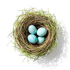 Obraz premium Top-down view of a natural bird nest with blue speckled eggs, isolated on a clean white background, ideal for spring-themed graphics, promotional materials, and holiday backdrops