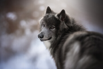 Naklejka premium Under a cloudy winter sky, a striking wolfdog captures attention with its thick fur and intense gaze. Surrounded by fresh snow, it embodies the spirit of the wild during a tranquil, chilly day