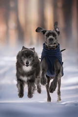 Two playful dogs, a Great Dane and a wolfdog, race through the soft snow in a serene winter setting, embodying the spirit of adventure and friendship in nature's embrace