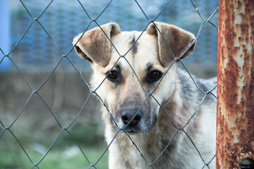 A street dog perks up its ears and peers over a chain-link fence