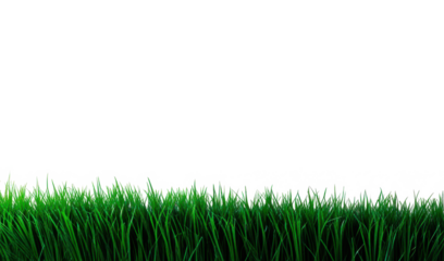 Franja de pasto verde aislada sobre fondo transparente. PNG.